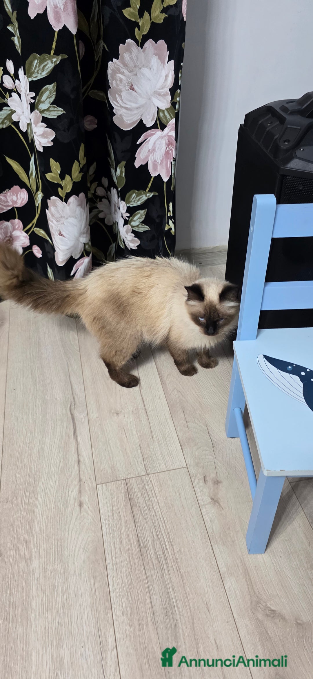 Certosino gatti in regalo: Adorabili Cuccioli di Gatto Grigio e Crema  - Annuncio 1