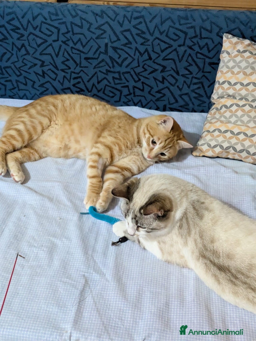 Meticcio gatti in regalo: Spritz e Bailey bellissimi mici giovanotti - Annuncio 7