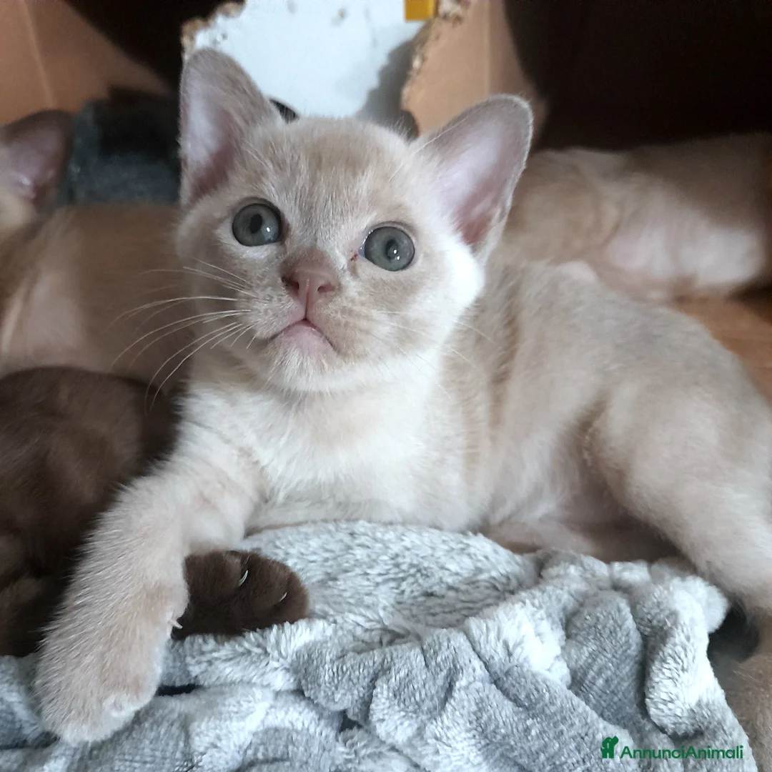 Burmese gatti in vendita: Cucciolo Burmese  Europeo color Lilla a Città Metropolitana di Bologna - Annuncio 1