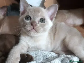 Burmese gatti Cucciolo Burmese Europeo color Lilla a Città Metropolitana di Bologna - Annuncio 2