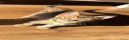 Bengala gatti in vendita: Disponibile cucciolo di Bengala - Annuncio 2