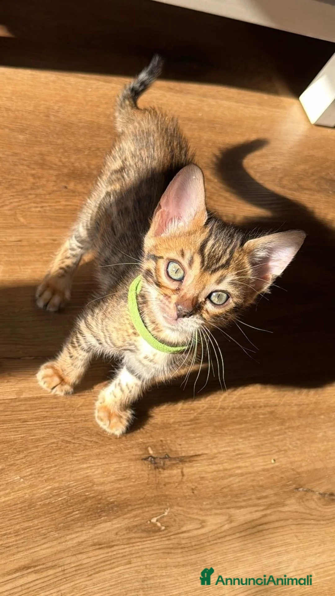 Bengala gatti in vendita: Disponibile cucciolo di Bengala - Annuncio 2