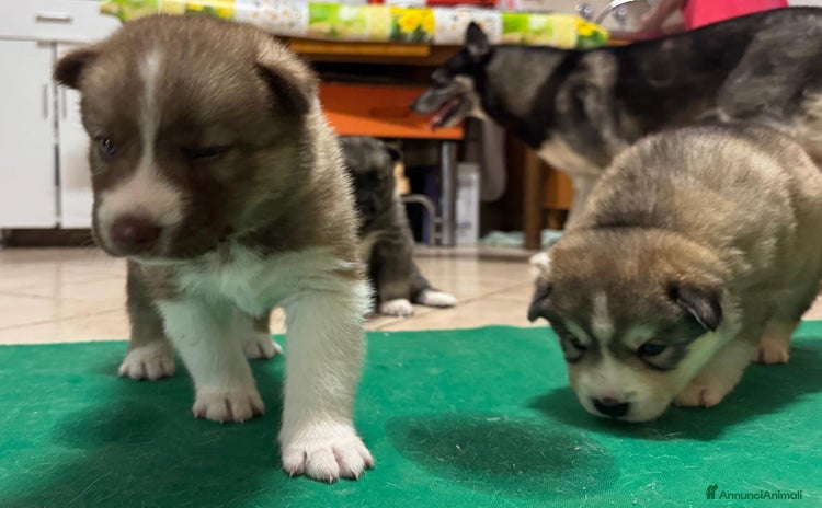 Husky cani a Provincia di Perugia - Annuncio 1