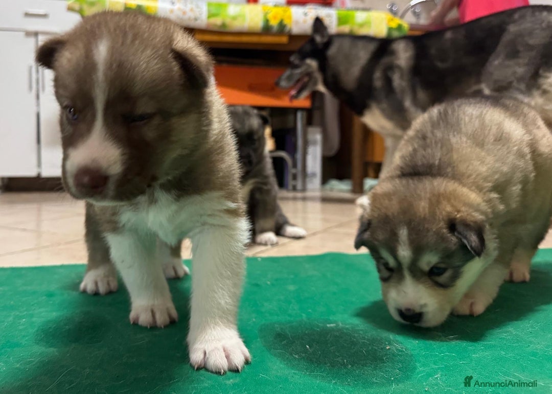 Husky cani in vendita: CUCCIOLI DI SIBERIAN HUSKY a Provincia di Perugia - Immagine 1