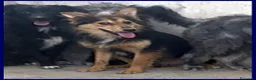 Meticcio cani in regalo: DANUBIO lupacchiotto timidone - Annuncio 1