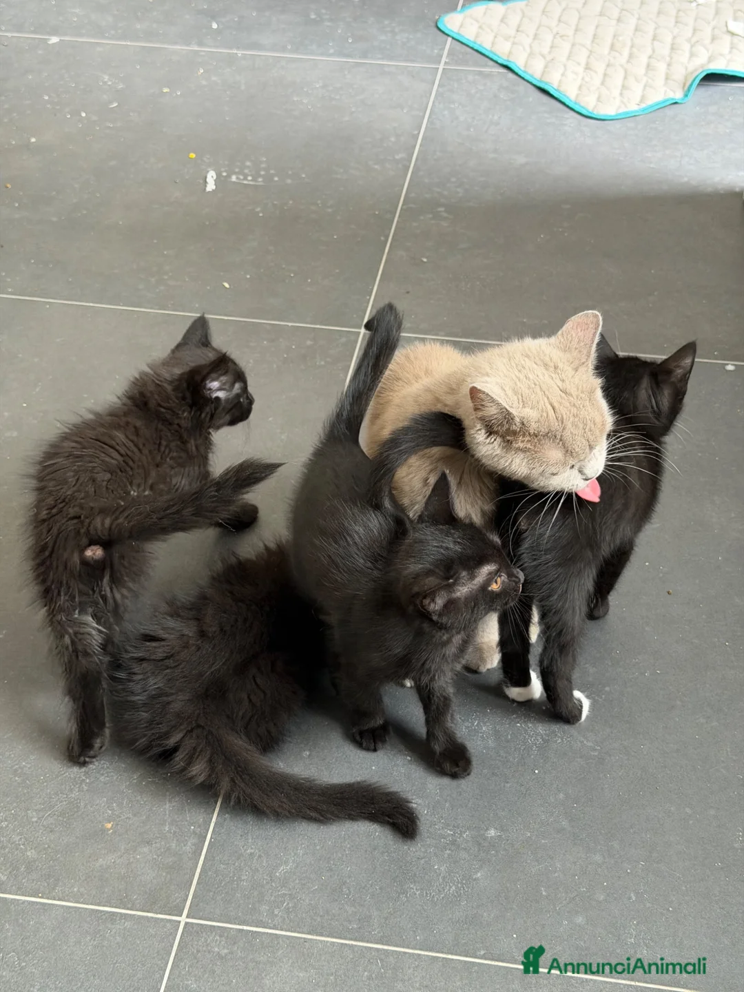 Altre razze gatti in vendita: vendo 4 gattini - Annuncio 2