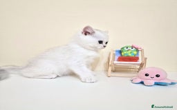 British gatti in vendita: Cuccioli British Shorthair a Villafranca di Verona - Immagine 14