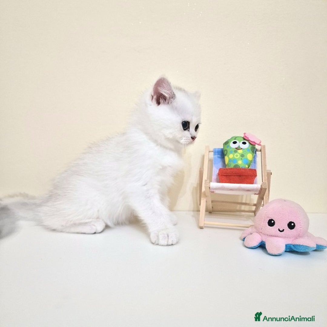 British gatti in vendita: Cuccioli British Shorthair a Villafranca di Verona - Immagine 14