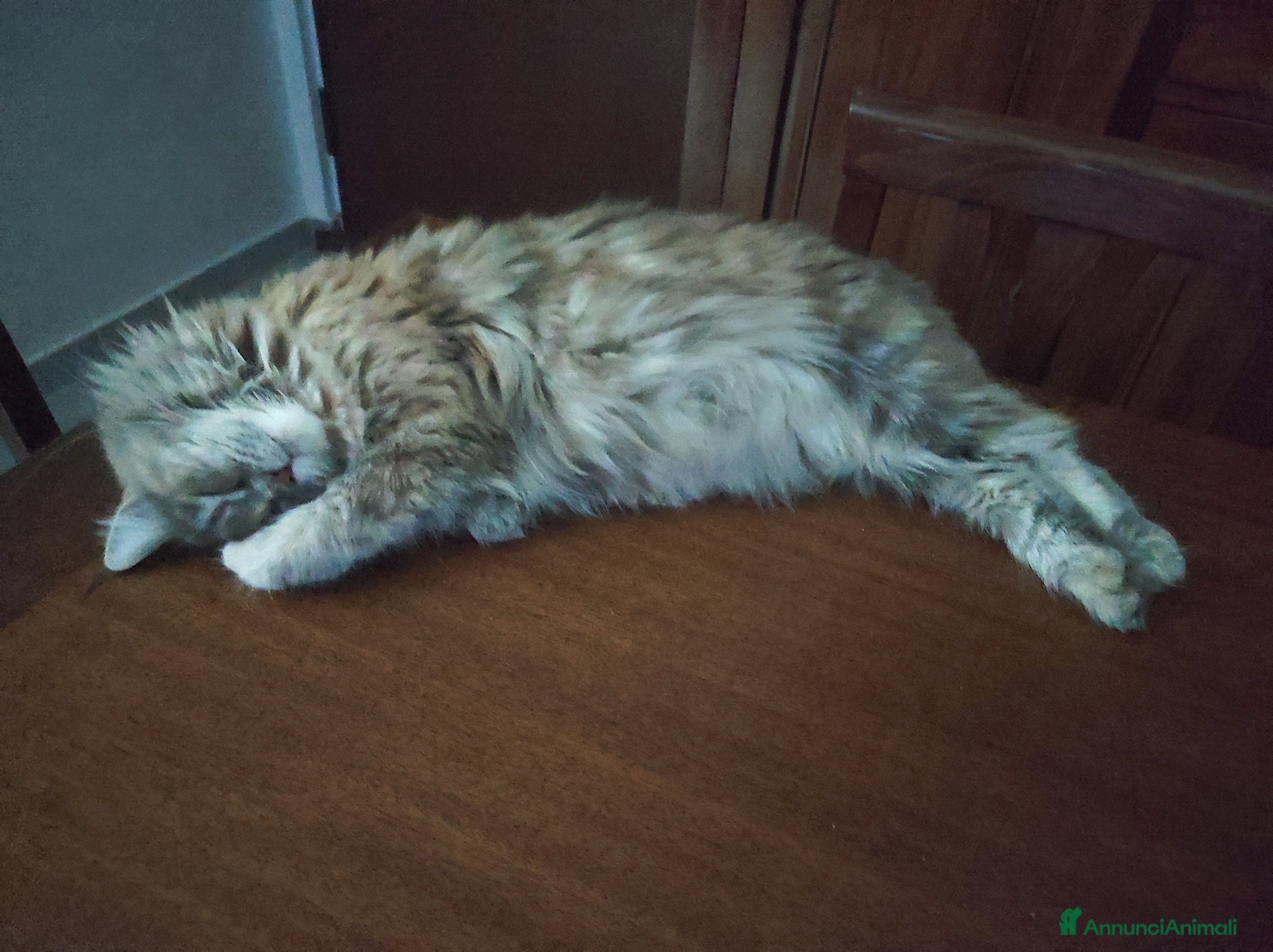 Persiano gatti Cuccioli di persiano a Città Metropolitana di Torino - Annuncio 2