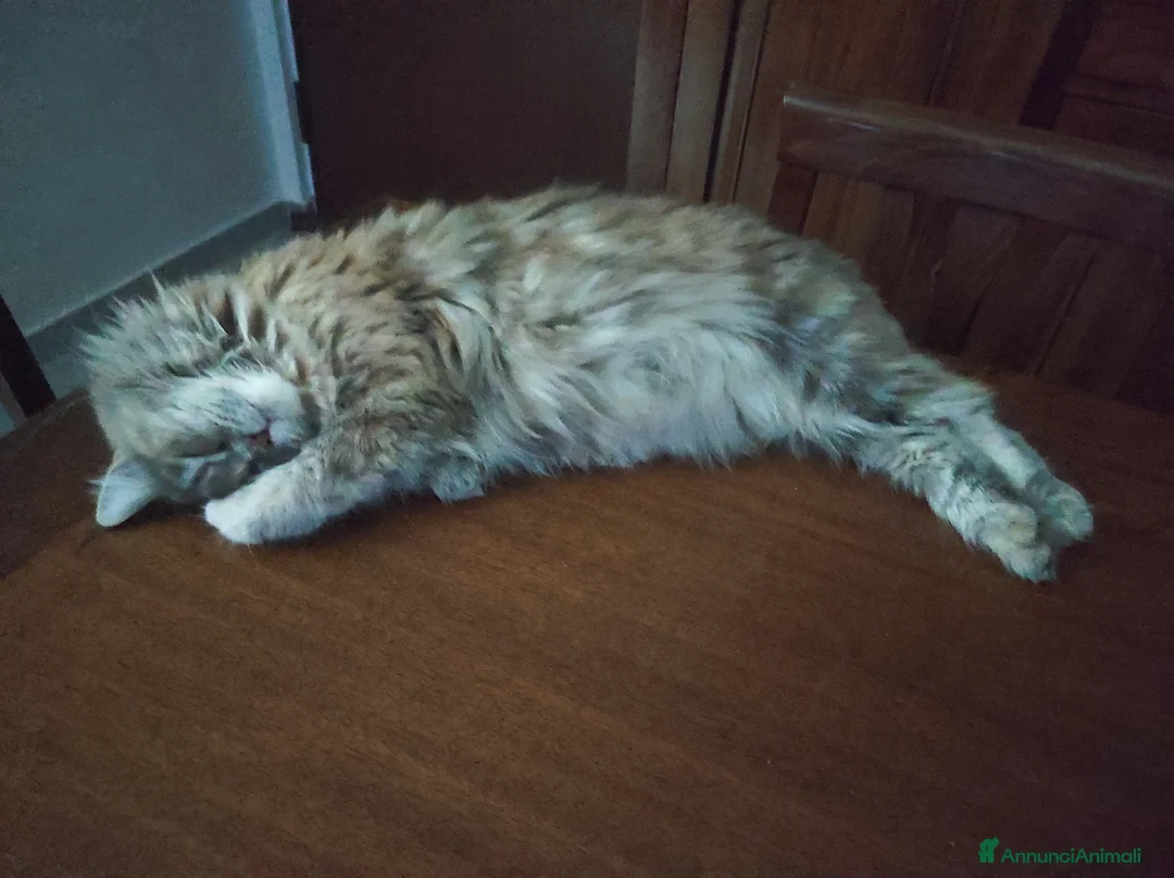 Persiano gatti in vendita: Cuccioli di persiano a Città Metropolitana di Torino - Annuncio 1