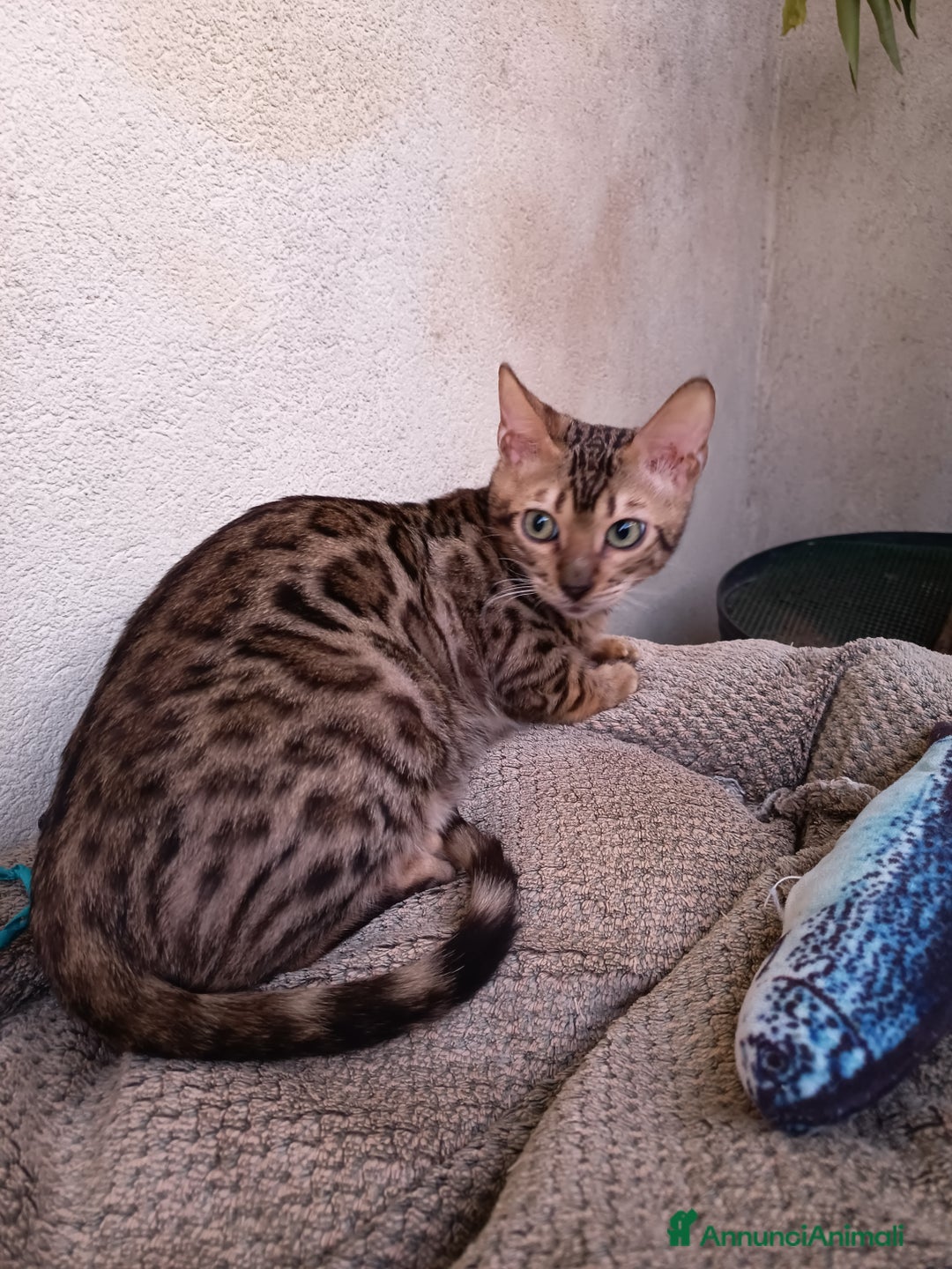 Bengala gatti in vendita: cucioli bengala  - Annuncio 16