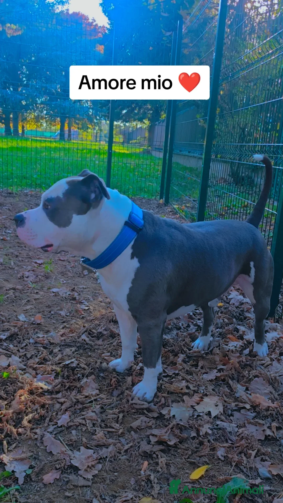 Pitbull cani per accoppiamento: Monta - Annuncio 2