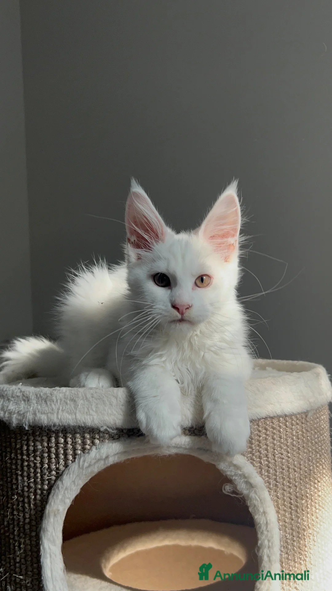 Maine Coon gatti in vendita: Maine coon con pedigree  - Annuncio 8