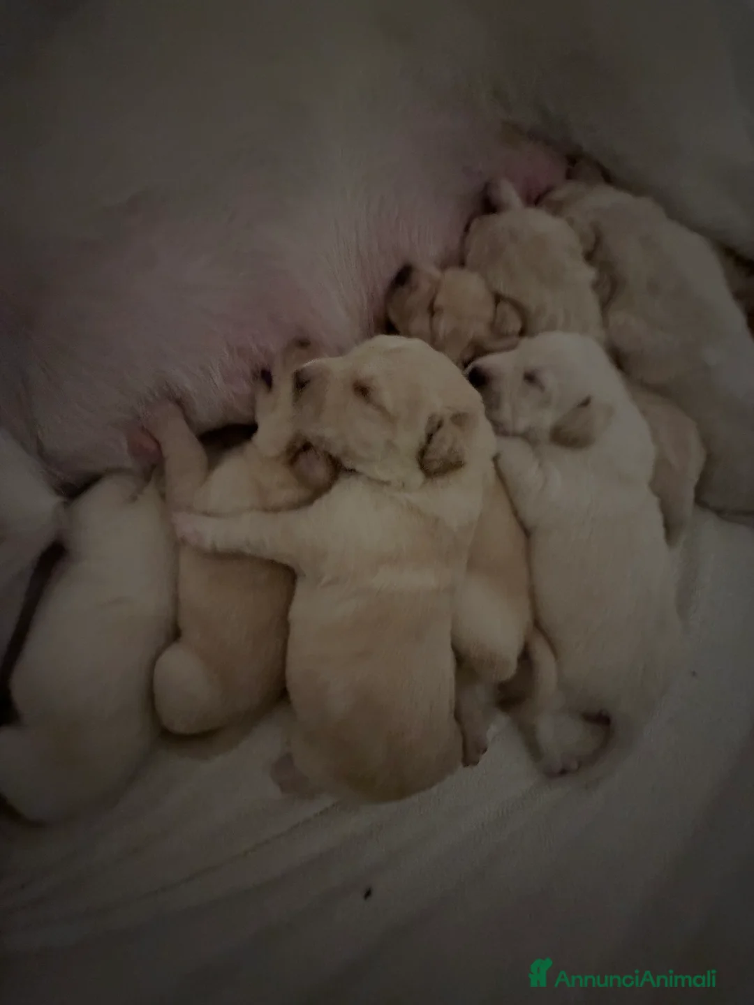 Labrador cani in vendita: Cuccioli Labrador  a Provincia di Ascoli Piceno - Annuncio 3