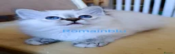 Sacro di Birmania gatti in vendita: Cucciolo Sacro di Birmania  - Annuncio 3