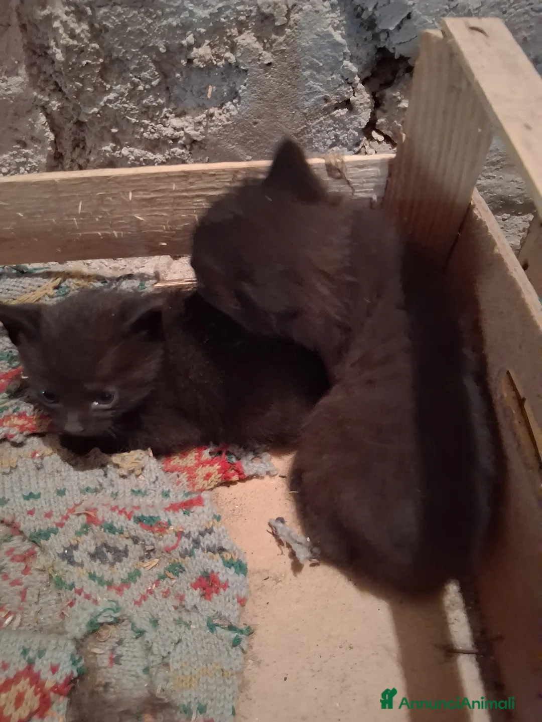 Meticcio gatti in regalo: Taurisano (LE)  Gattini neri i regalo cercano casa - Annuncio 2