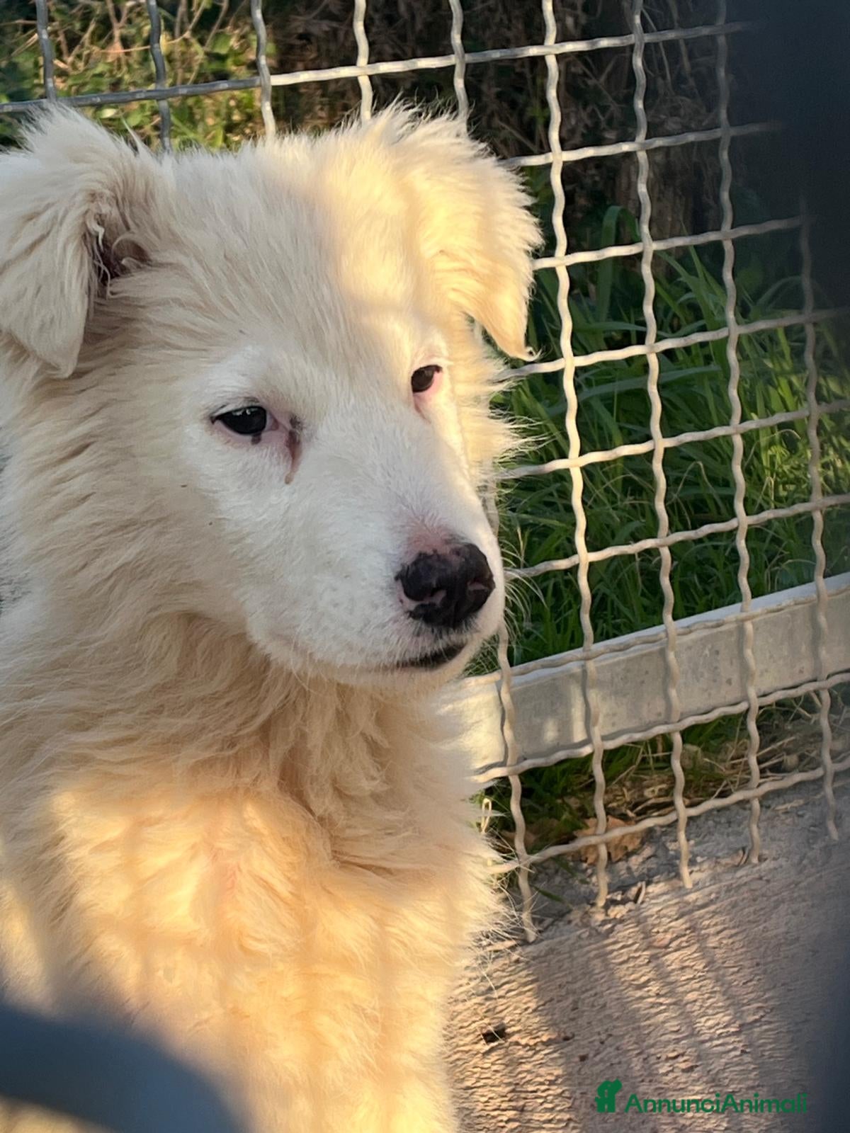 Meticcio cani Cucciola 3 mesi - Annuncio 2