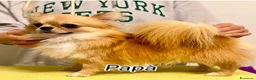 Chihuahua cani in vendita: cuccioli maschi pelo lungo con pedigree ENCI/FCI - Annuncio 10