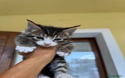 Maine Coon gatti in vendita: Cuccioli Maine Coon a Provincia di Brescia - Immagine 9