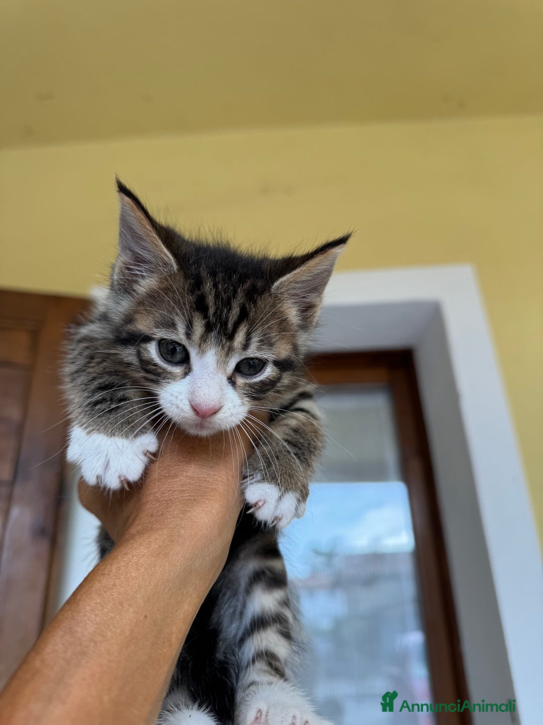 Maine Coon gatti in vendita: Cuccioli Maine Coon a Provincia di Brescia - Immagine 9