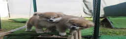 Akita Inu cani in vendita: CUCCIOLI DI AKITA DA ALLEVAMENTO ENCI - Annuncio 8