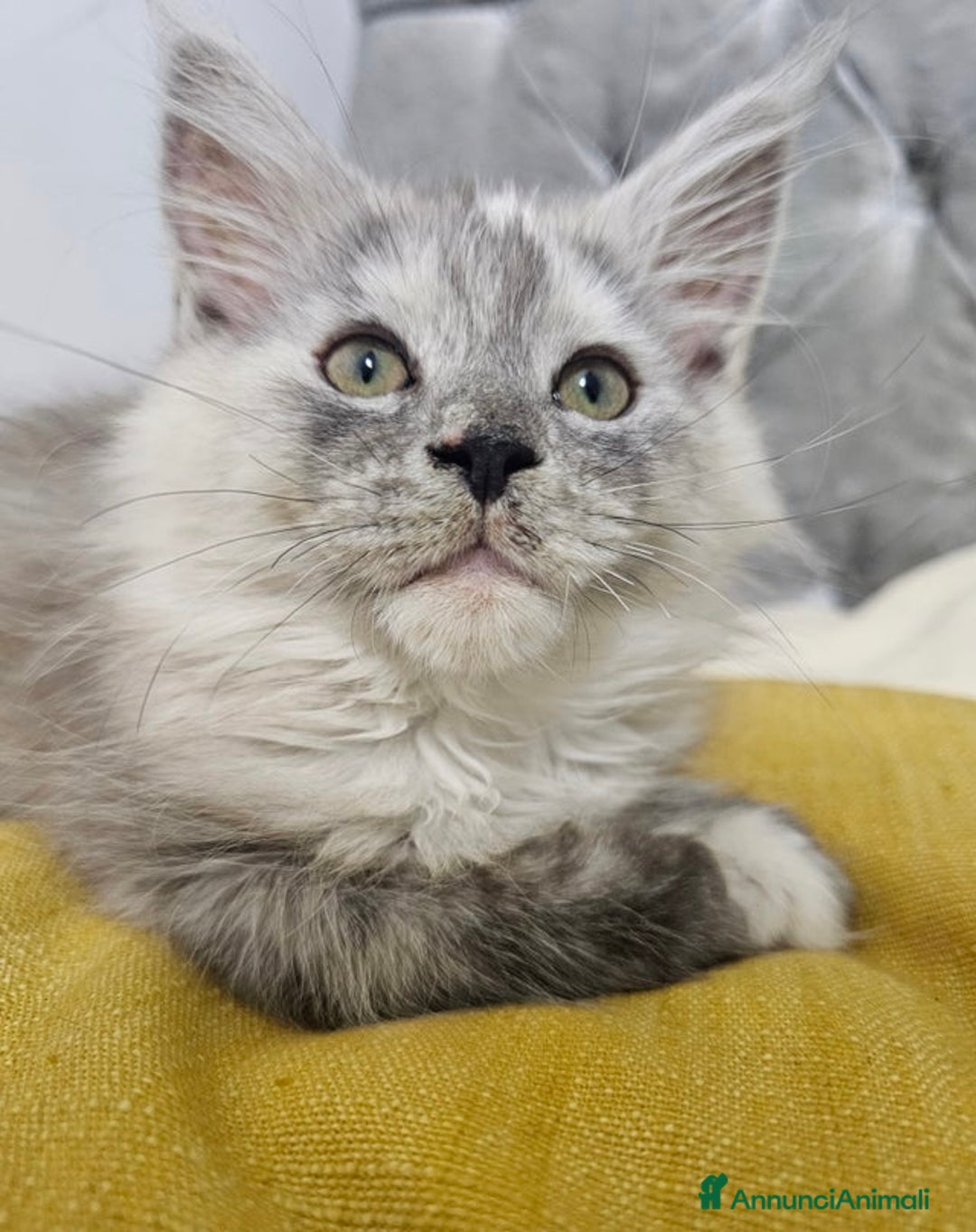 Maine Coon gatti in vendita: Cuccioli di Maine Coon ❤️ - Annuncio 12