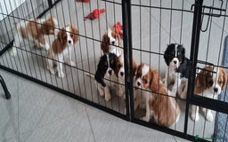 Cavalier King cani in vendita: Cavalier king charles spaniel ENCI a Provincia di Vercelli - Immagine 1