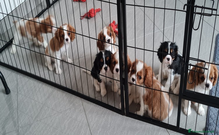 Cavalier King cani a Provincia di Vercelli - Annuncio 3
