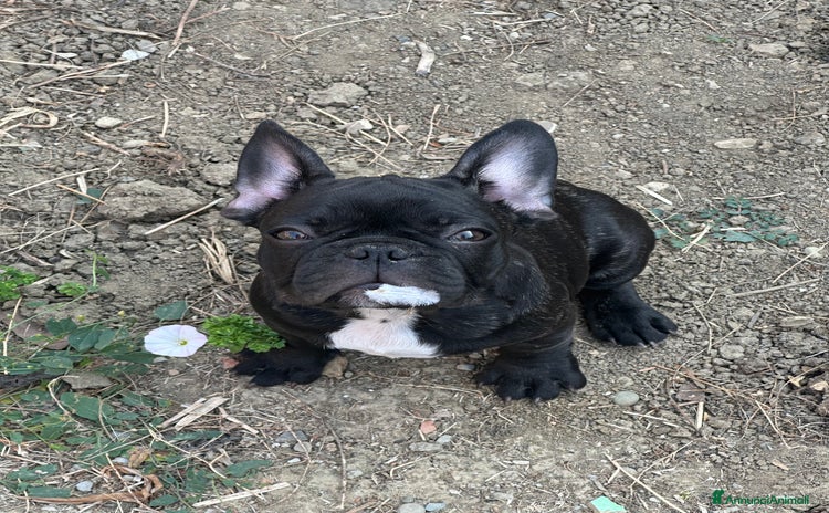 Bulldog Francese cani a Provincia di Modena - Annuncio 2