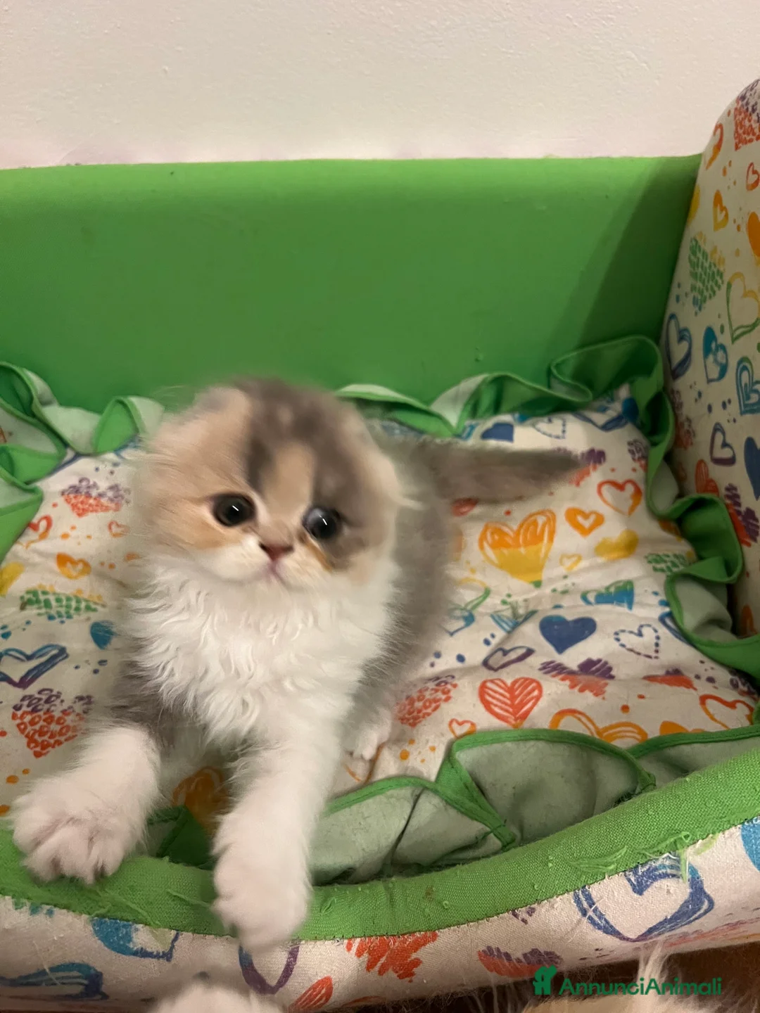 Immagine della galleria {{count}}