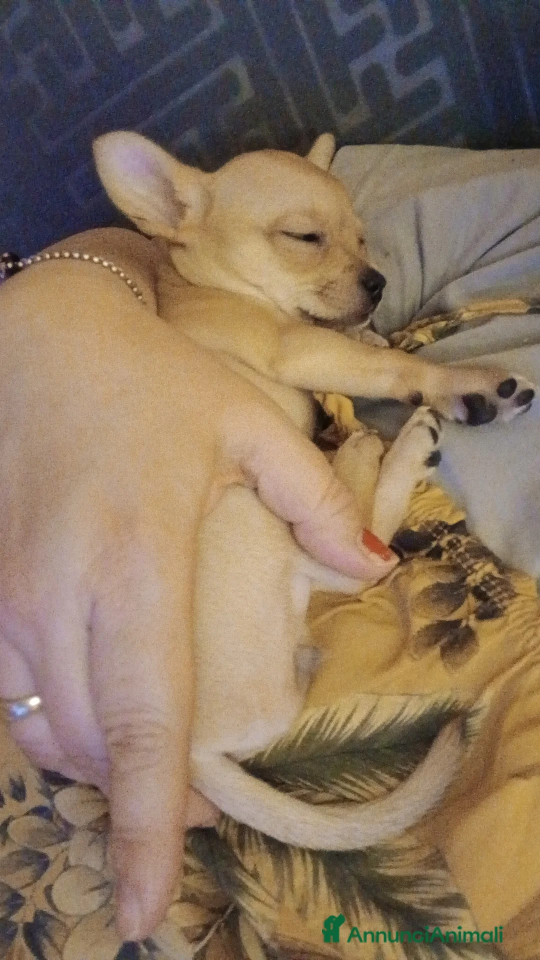 Chihuahua cani in vendita: Cuccioli di pura razza chihuahua a Città metropolitana di Roma Capitale - Annuncio 2