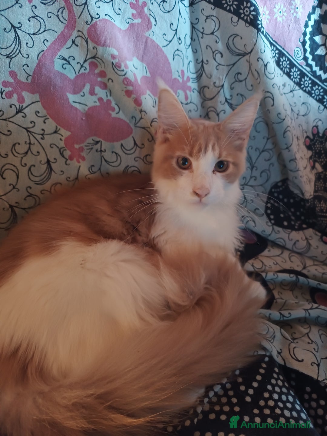 Maine Coon gatti in vendita: cuccioli Maine Coon - Annuncio 3