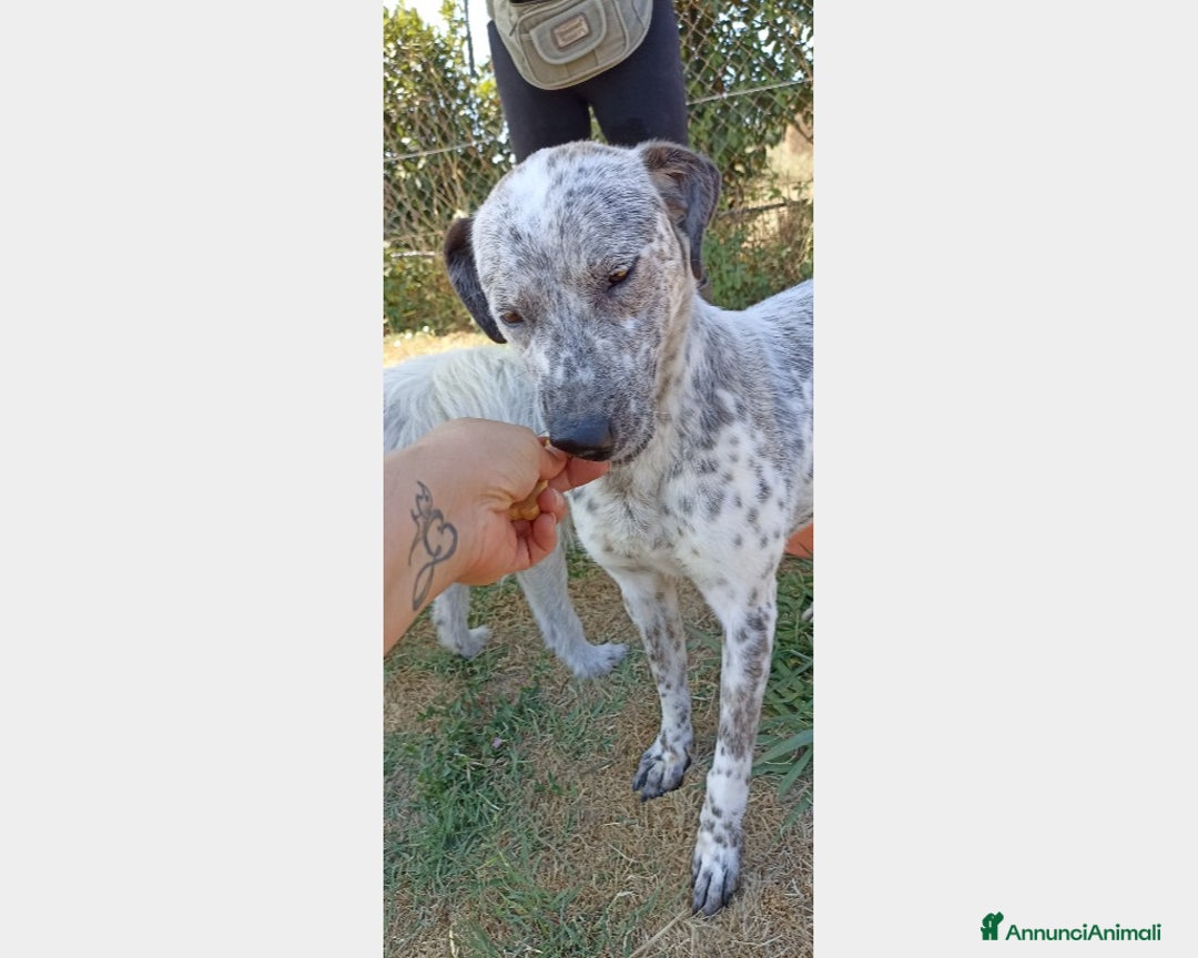 Meticcio cani in regalo: Celine, derivata pointer merita una casa a Latina - Annuncio 5