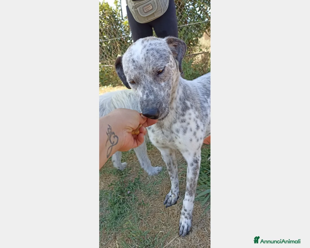 Meticcio cani in regalo: Celine, derivata pointer merita una casa a Latina - Annuncio 5