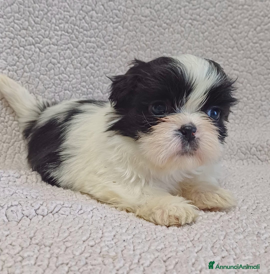 Shih Tzu cani in vendita: Cucciola shih-tzu shitzu shihtzu  - Annuncio 4