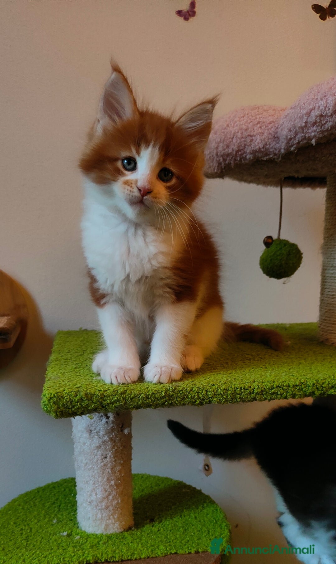 Maine Coon gatti in vendita: piccoli giganti Cattery - Annuncio 2