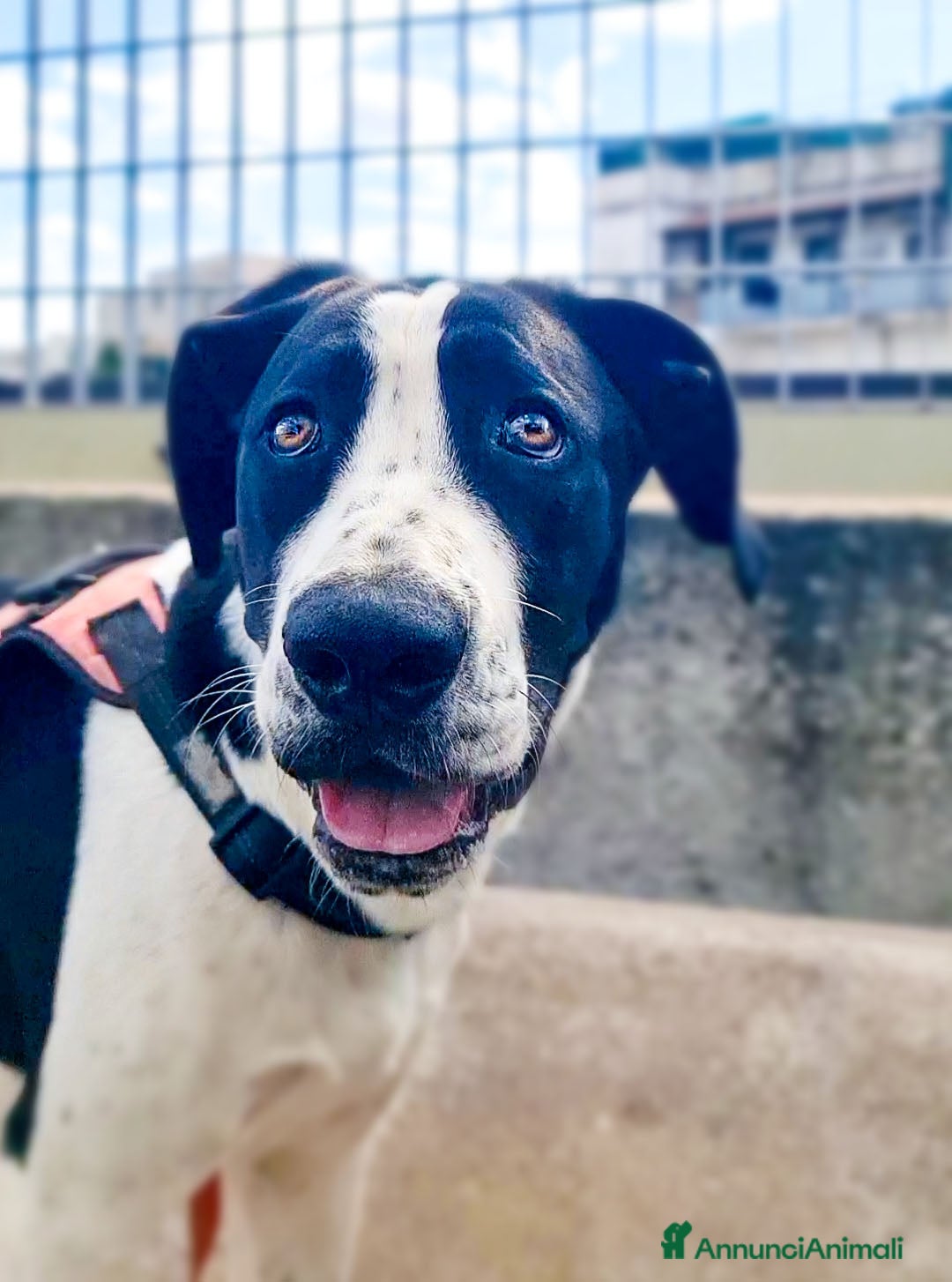Alano cani in regalo: beatrice cucciola stupenda - Annuncio 1