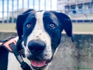 Alano cani in regalo: beatrice cucciola stupenda - Annuncio 1