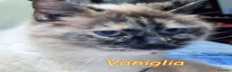 Siamese gatti in regalo: VANIGLIA DOLCISSIMA GATTINA SIMILSIAMESE a Città metropolitana di Roma Capitale - Annuncio 5