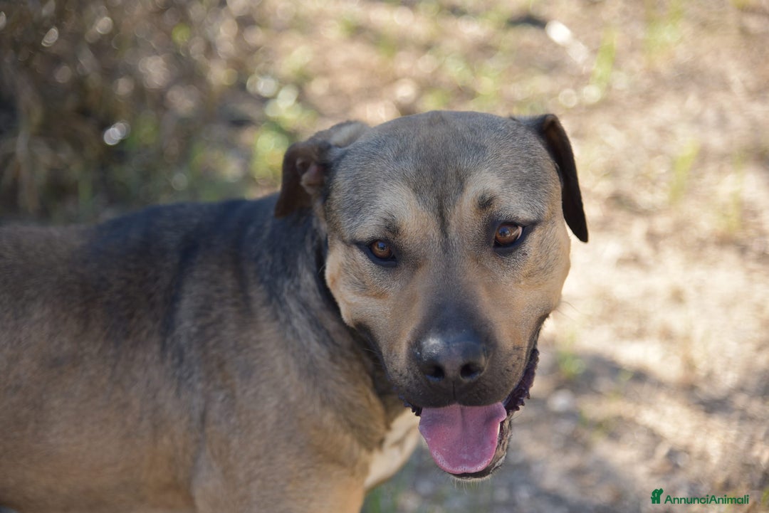 Meticcio cani in regalo: Bobby simil pit fuori, angelo nell anima - Annuncio 11