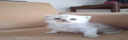 Persiano gatti in vendita: Cinque cuccioli di persiano - Annuncio 13