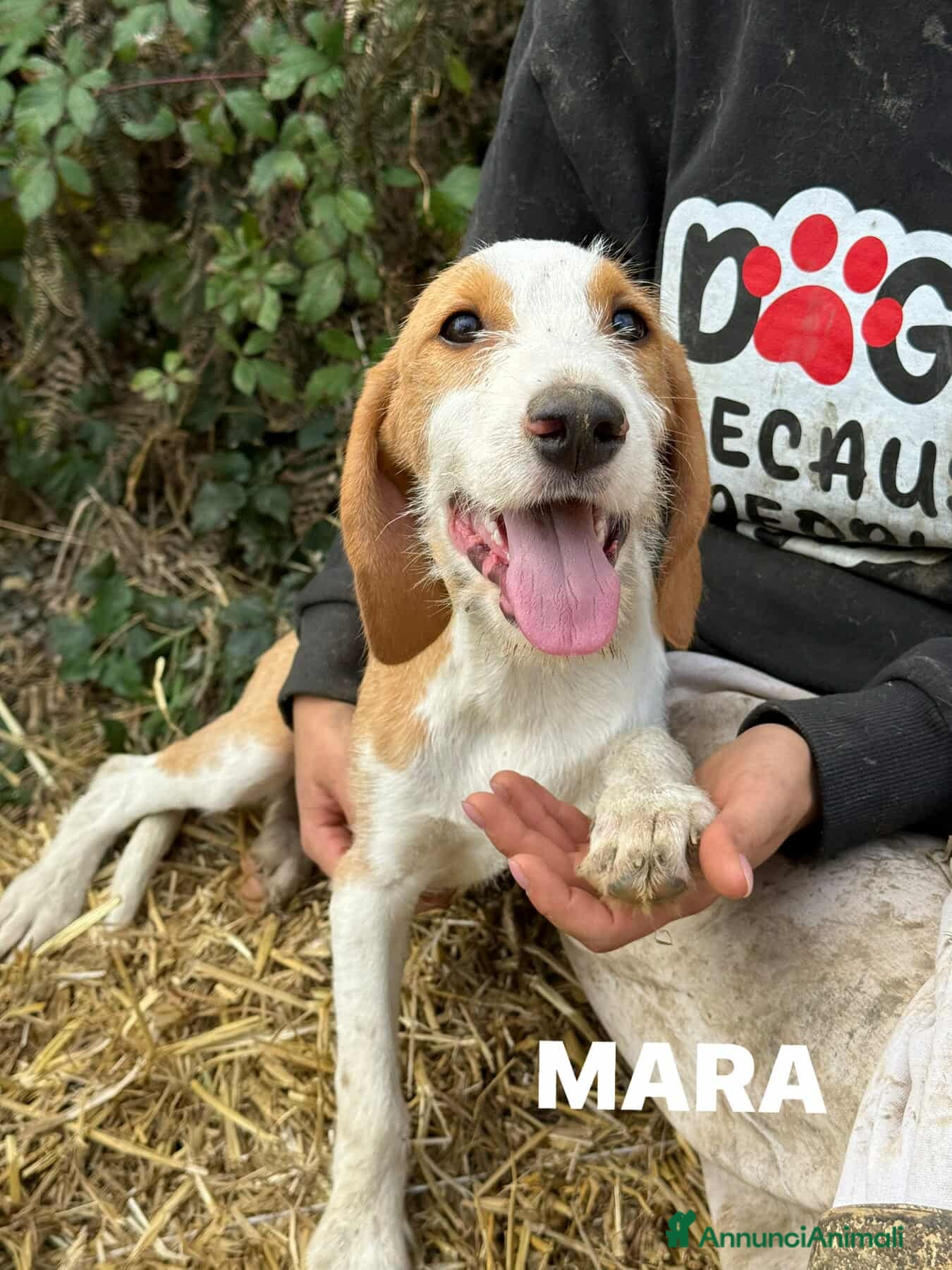 Meticcio cani 3 CUCCIOLI cuccioli baffuti cercano casa! - Annuncio 29