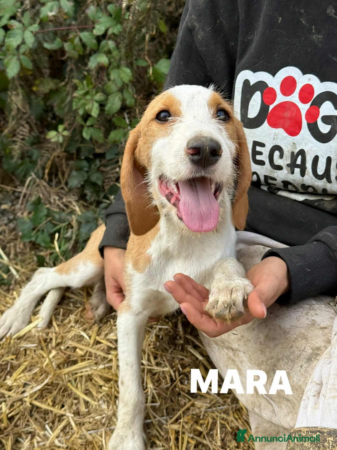 Meticcio cani in regalo: 3 CUCCIOLI cuccioli baffuti cercano casa! - Annuncio 1