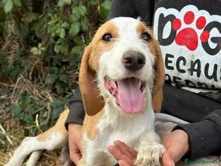 Meticcio cani 3 CUCCIOLI cuccioli baffuti cercano casa! - Annuncio 11