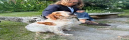 Setter Inglese cani in vendita: CUCCIOLI SETTER INGLESI - Annuncio 1