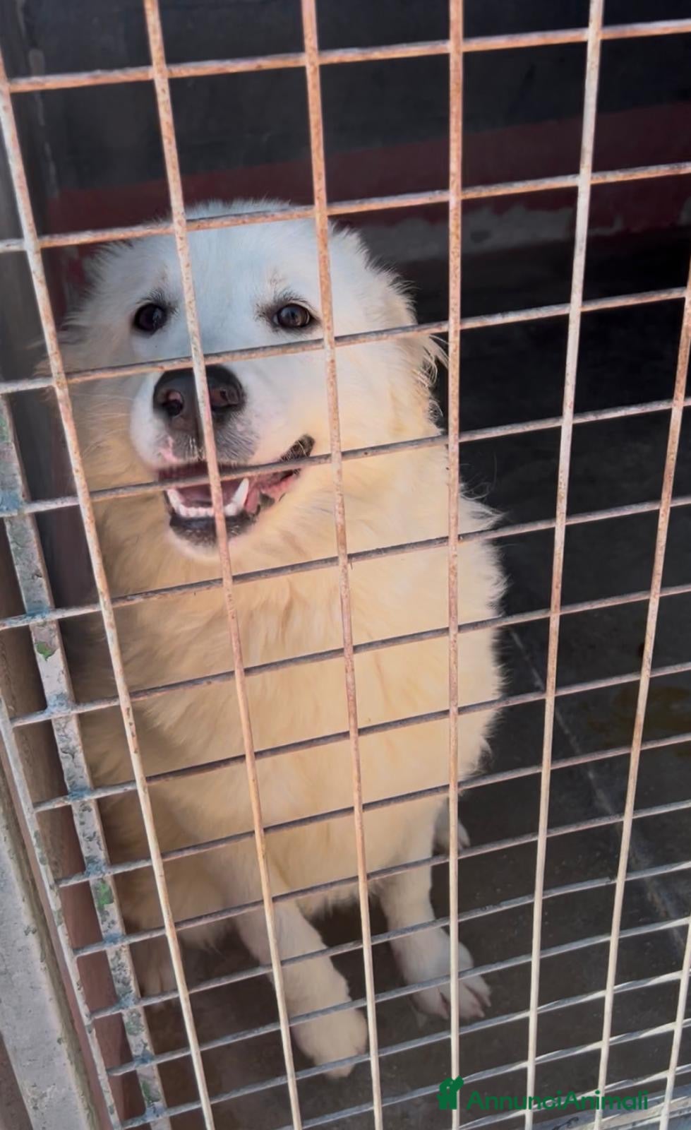 Meticcio cani Adele dolcissima cucciolona in canile si dispera  - Annuncio 15
