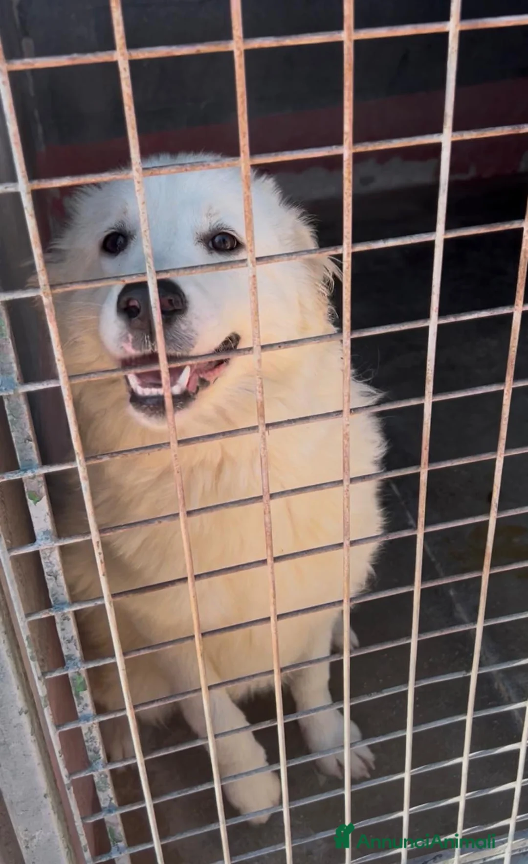 Meticcio cani in regalo: Adele dolcissima cucciolona in canile si dispera  - Annuncio 1