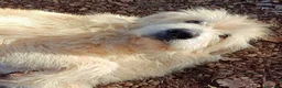 Altre razze cani in regalo: REBECCA rimasta sola!Dolce past. vandeano a Provincia di Lucca - Annuncio 6