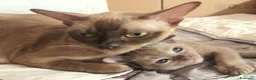 Burmese gatti in vendita: Gattine Burmesi Europei Cioccolato e Lilla - Annuncio 10