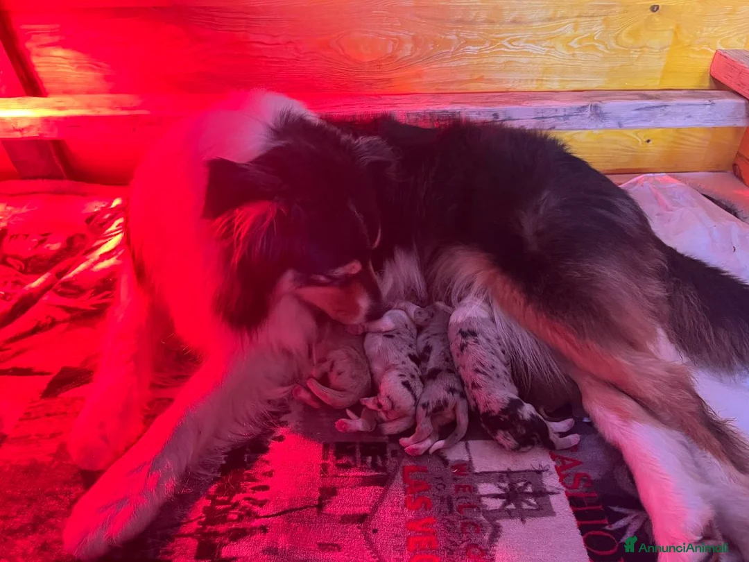Australian Shepherd cani in vendita: Cuccioli pastore australiano pedegree ENCI - Annuncio 9